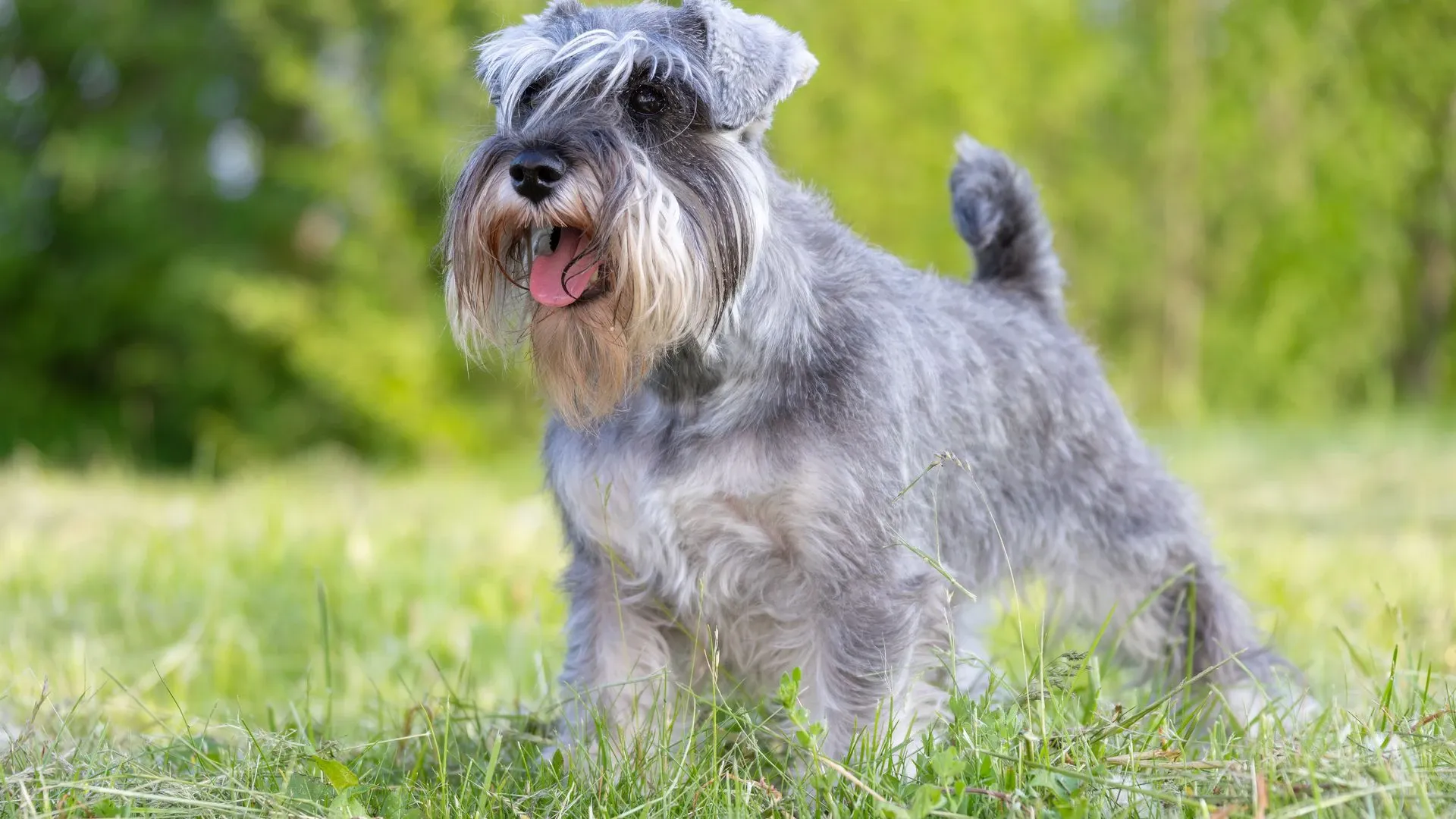 Miniature Schnauzer